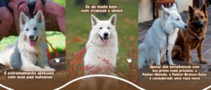 Conheça o Pastor-Branco-Suíço | Companheiro de todas as horas