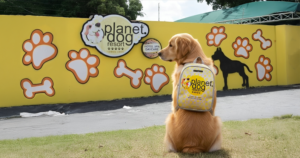 O que levar na mochila do seu pet para a creche