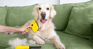 Como lidar com a queda de pelo em cães