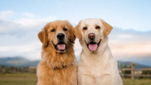 Golden Retriever VS Labrador: quais as diferenças entre as raças