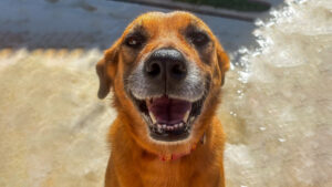 Conheça curiosidades sobre o cão mais amado do Brasil