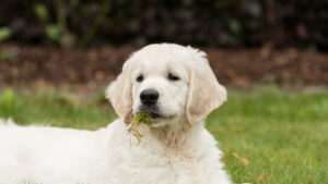 Seu cachorro come grama? |  Entenda o que pode estar por trás desse comportamento